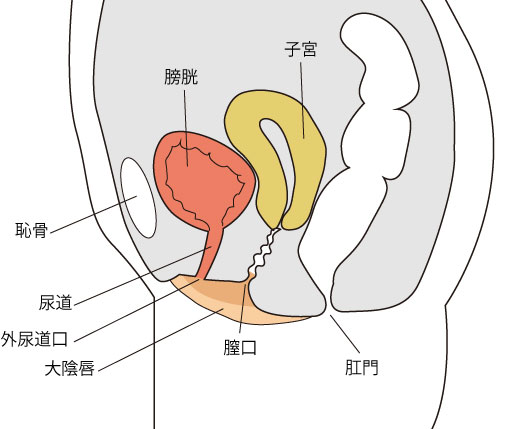 女性,断面図,膀胱,尿道,子宮,恥骨,尿道口