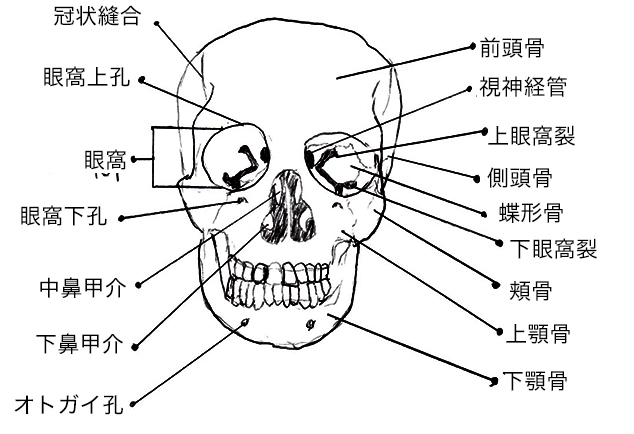 cranium1.jpg