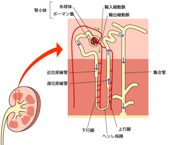 ネフロン,解剖図,腎小体,糸球体,ボウマン嚢,尿細管