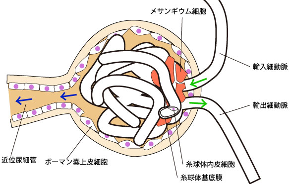 kidney3.jpg