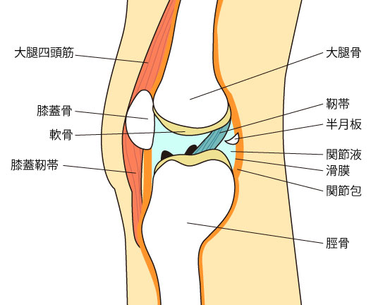 変形性膝関節症、膝蓋骨、軟骨、膝蓋靭帯、半月板、関節液、滑膜、関節包