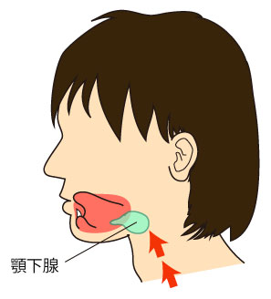 唾液腺マッサージ,顎下腺