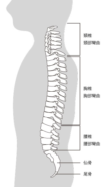 胸椎圧迫骨折,脊椎解剖図