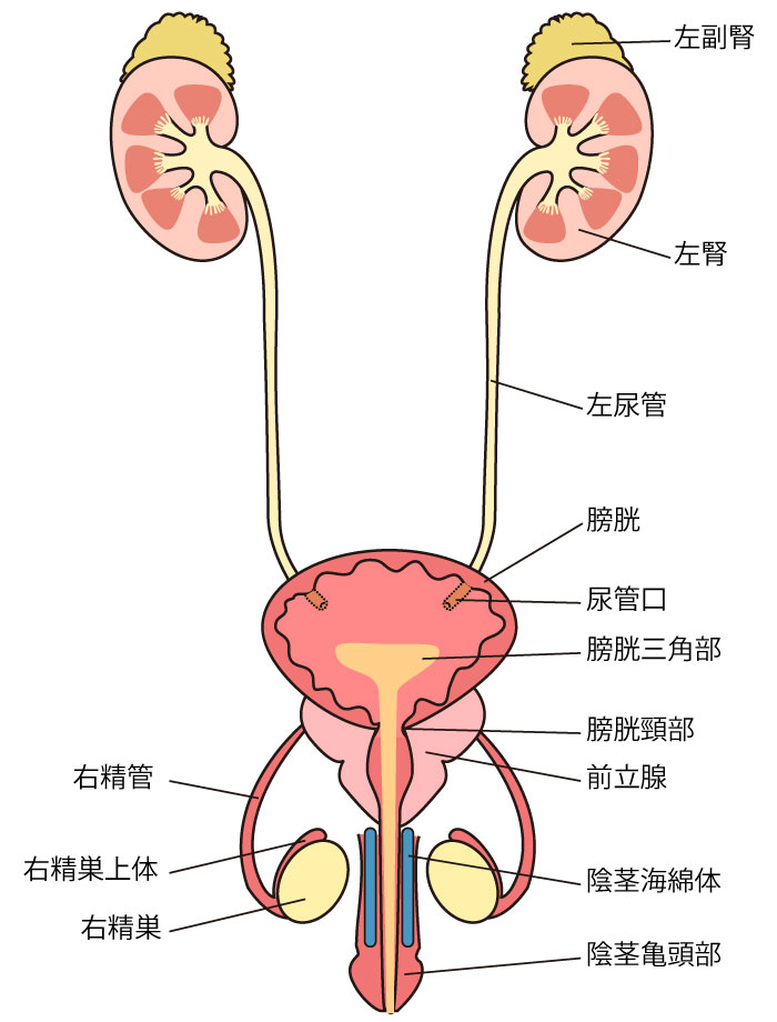 尿管,膀胱,尿道