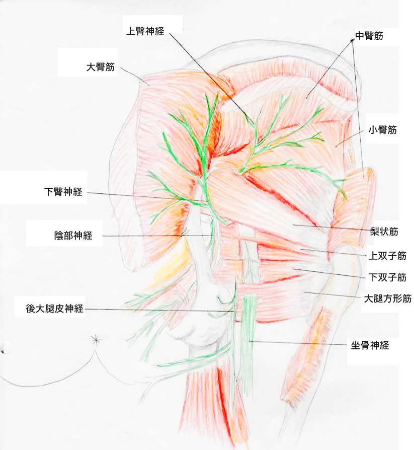 臀部解剖図