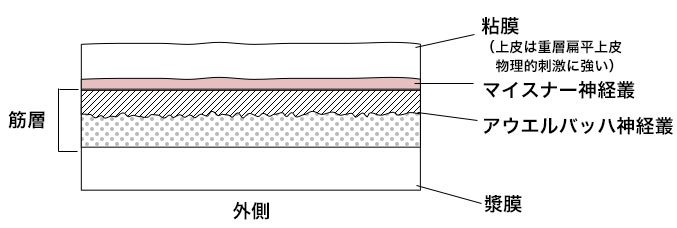 食道壁は、その内側から粘膜、粘膜筋板、粘膜下層、固有筋層、外膜の層