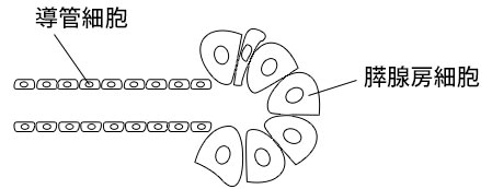 導管細胞　膵腺房細胞