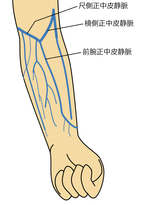 尺側正中静脈 橈側正中静脈　前腕正中静脈
