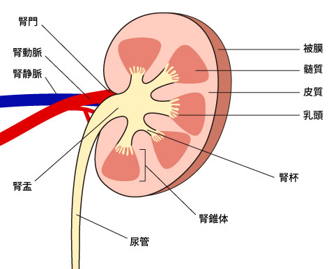 腎臓　解剖図