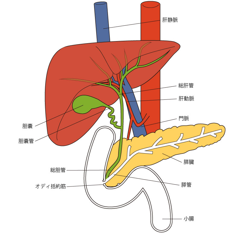 肝臓　膵臓　解剖図