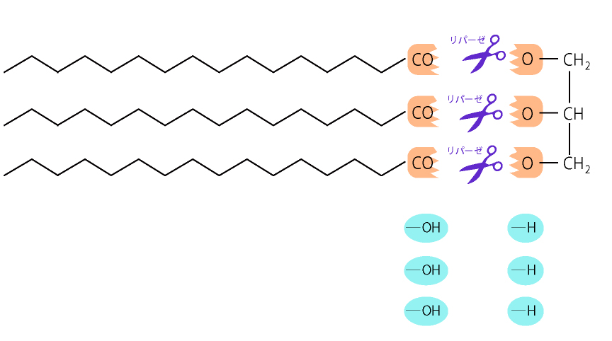 リパーゼによってエステル結合（-COO-）部分を分断します。